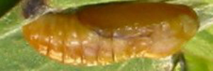 Pupae